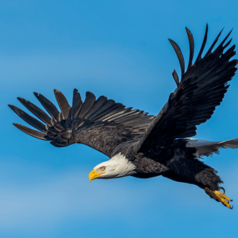 All About Eagles - The Nature Institute